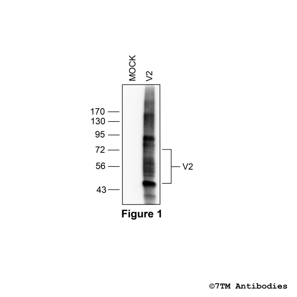 Validation of the Vasopressin Receptor 2 in transfected HEK293 cells.