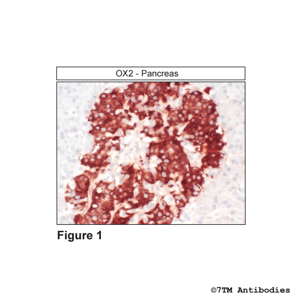  Immunohistochemical identification of Orexin Receptor 2 in pancreas
