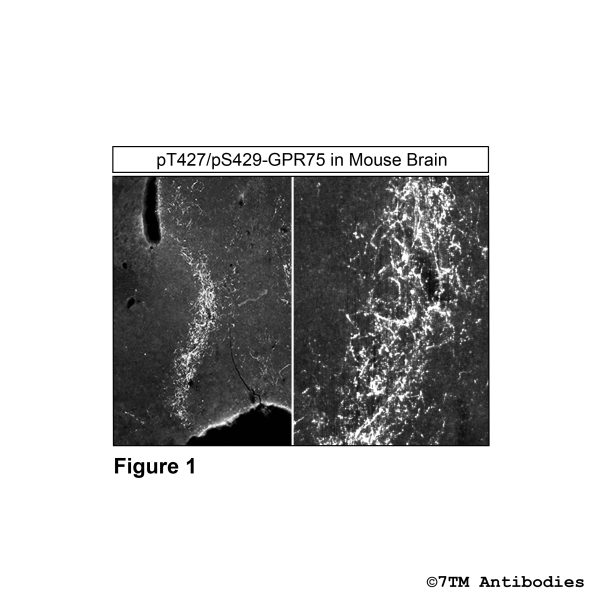pT427/pS429-GPR75 (IHC grade phospho-GPR75 Antibody)