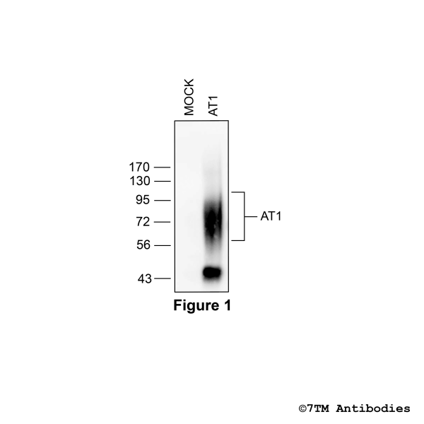 Validation of the Angiotensin Receptor 1 in transfected HEK293 cells