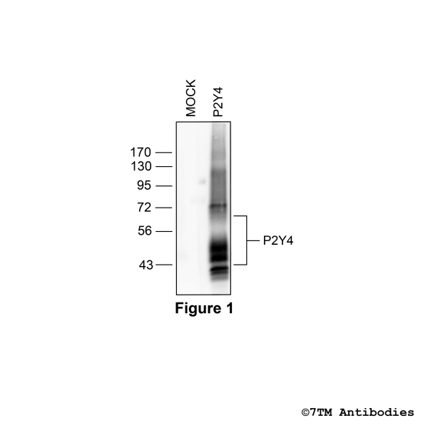 Validation of the P2Y Purinoceptor 4 in transfected HEK293 cells