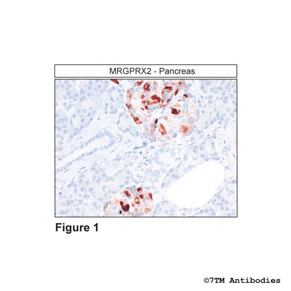 MRGPRX2 (GP-IHC-grade), MRGPRX2 Mas-related Receptor Antibody, Guinea Pig
