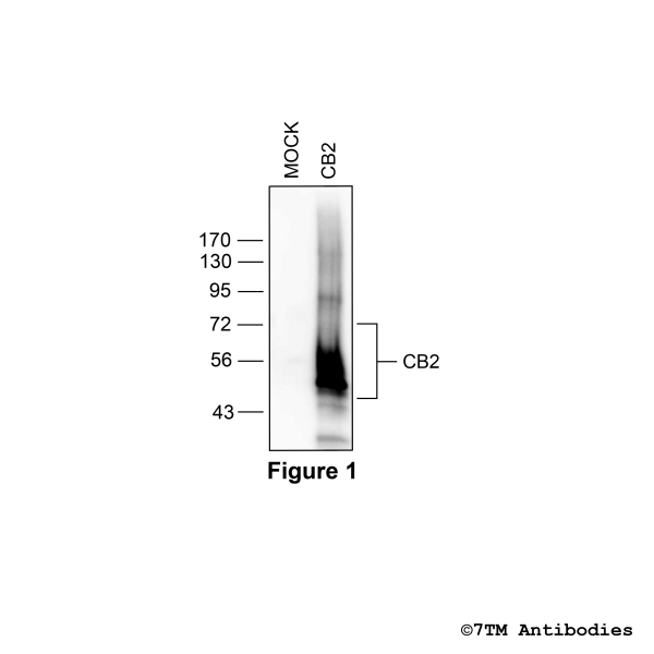 Validation of the Cannabinoid Receptor 2 in transfected HEK293 cells