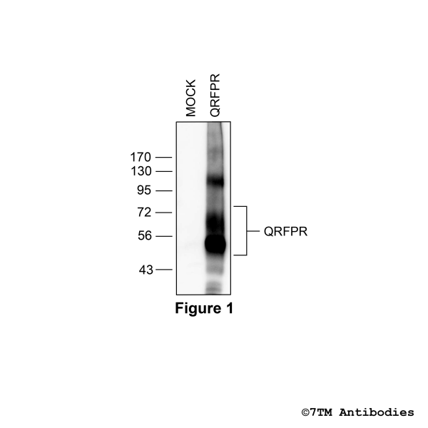 Validation of the QRFP Receptor in transfected HEK293 cells