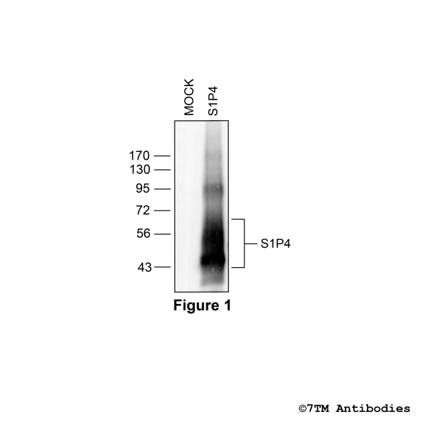 S1P4 (non-phospho), Sphingosine 1-Phosphate Receptor 4 Antibody