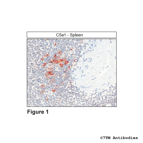 Immunohistochemical identification of Complement C5a Receptor 1 in Spleen
