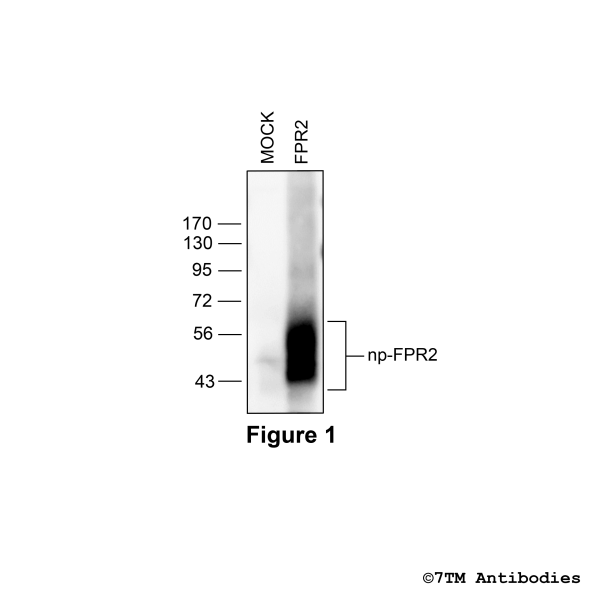 Validation of the Formylpeptide Receptor 2 in transfected HEK293 cells