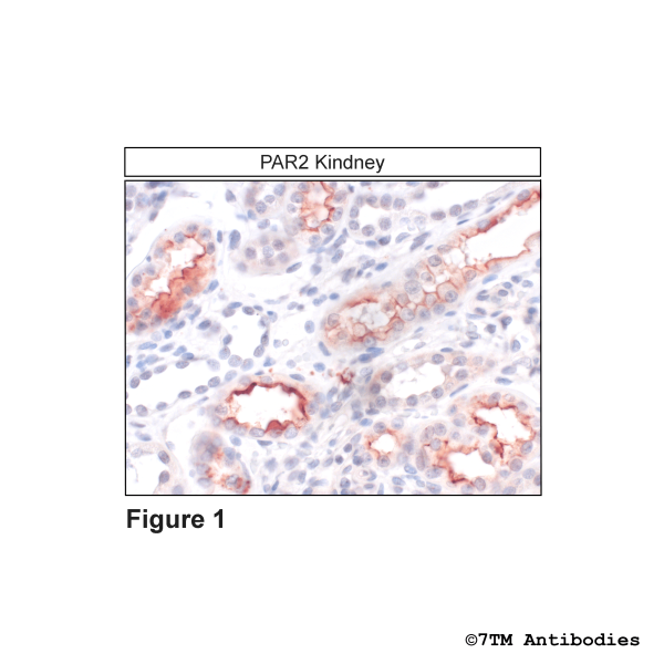 Immunohistochemical identification of Proteinase-Activated Receptor 2 in Kidney