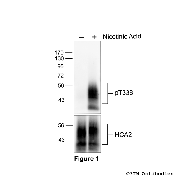 Agonist-induced Threonine338 phosphorylation of the Hydroxycarboxylic Acid Receptor 2
