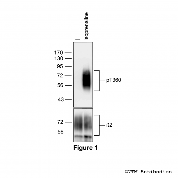 Agonist-induced Threonine360 phosphorylation of the β2-Adrenoceptor
