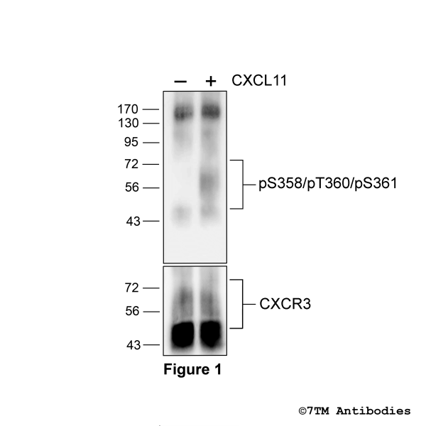 Agonist-induced Serine358/Threonine360/Serine361 phosphorylation of the CXC Chemokine Receptor 3