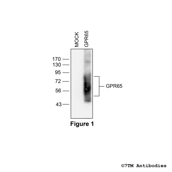 GPR65 (non-phospho), G protein-coupled Receptor 65 Antibody