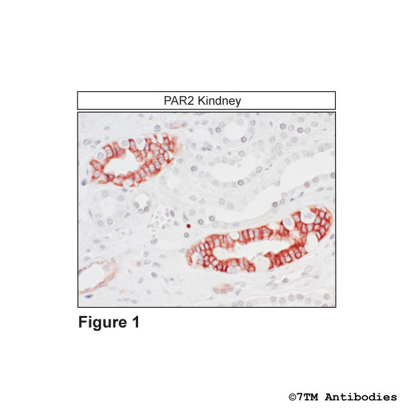 PAR2 (IHC-grade), Proteinase-Activated Receptor 2 Antibody