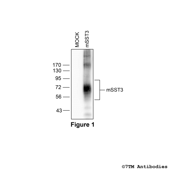 mSST3 (non-phospho), Somatostatin Receptor 3 Antibody (Mouse)
