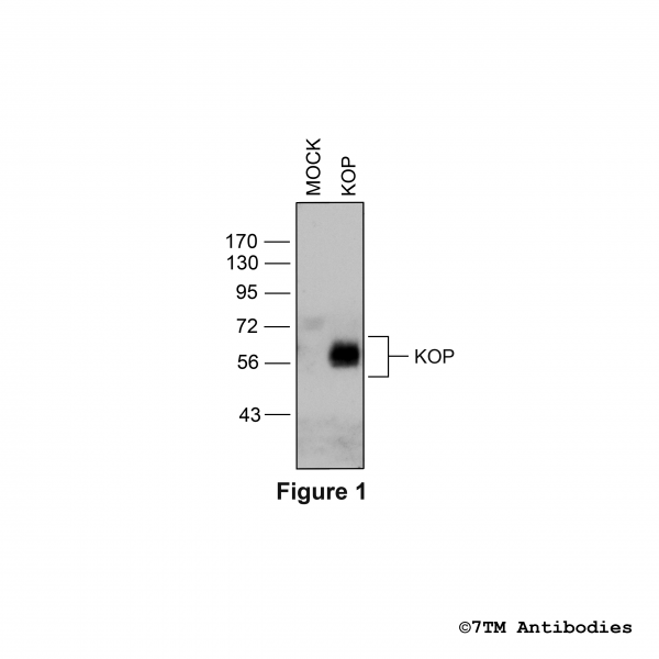 Validation of the κ-Opioid Receptor in transfected HEK293 cells.