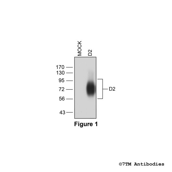 Validation of the Dopamine Receptor 2 in transfected HEK293 cells.