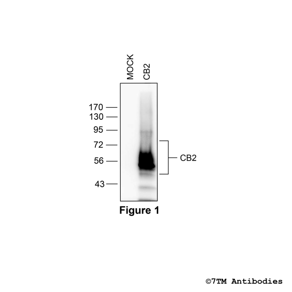 CB2 (GP-non-phospho) Cannabinoid Receptor 2 Antibody, Guinea Pig