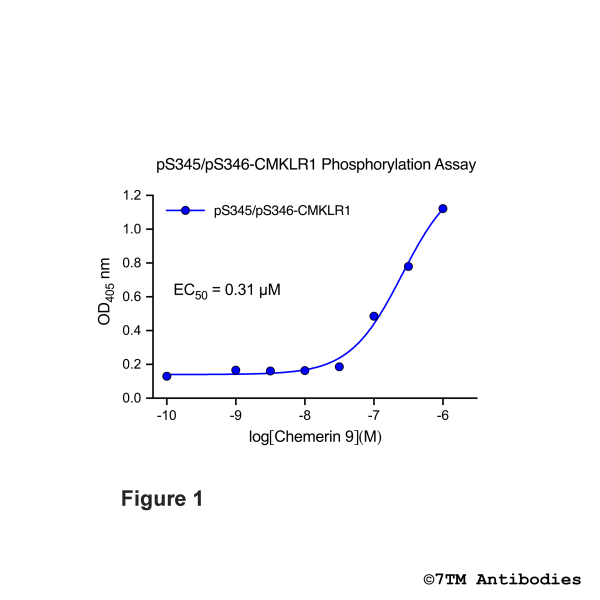 pS345/pS346-CMKLR1 Phosphorylation Assay Kit