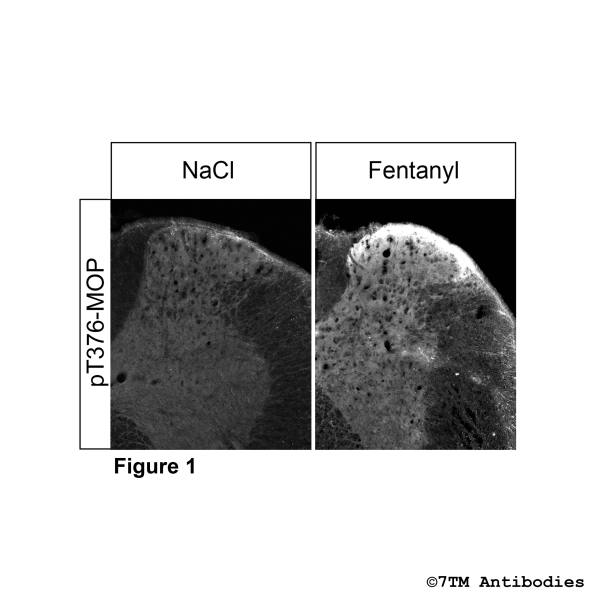 Immunohistochemical Identification of Agonist-induced Threonine376 phosphorylation of the µ-Opioid Receptor in mouse spinal cord