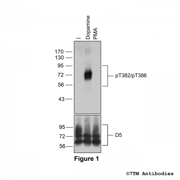 Agonist-induced Threonine382/Threonine386 phosphorylation of the Dopamine Receptor 5