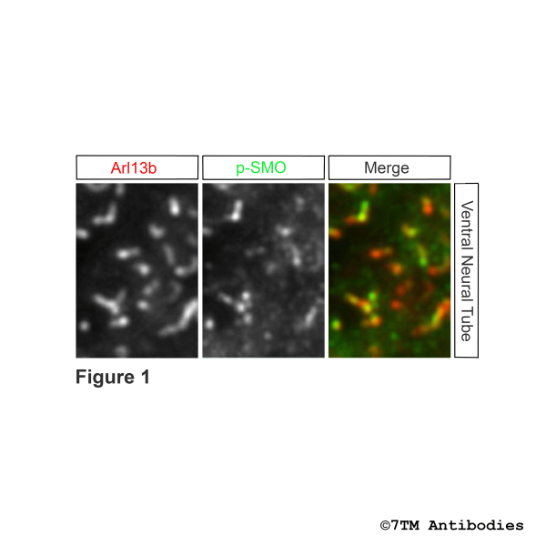 Immunohistochemical Identification of Serine594/Threonine597/Serine599 phosphorylation of the SMO Receptor in primary cilia in the mouse neural tube