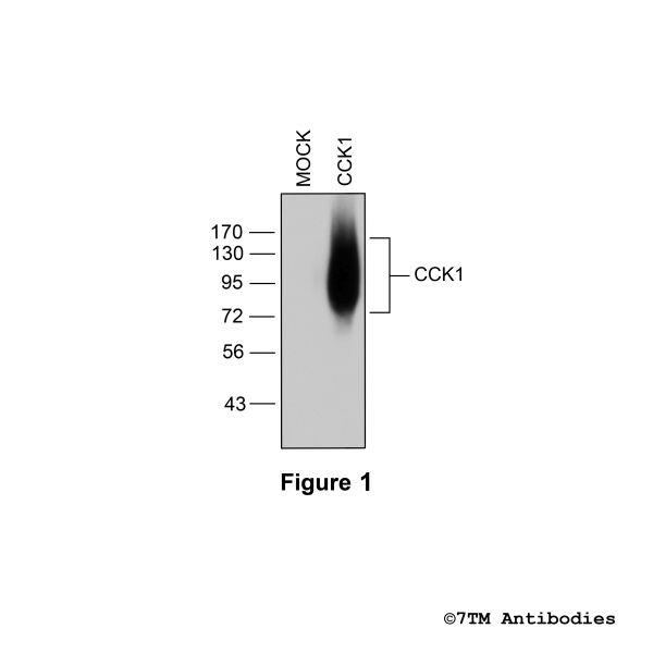 Validation of the Cholecystokinin Receptor 1 in transfected HEK293 cells
