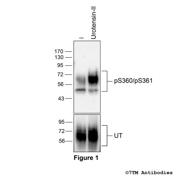 pS360/pS361-UT (phospho-Urotensin Receptor Antibody)
