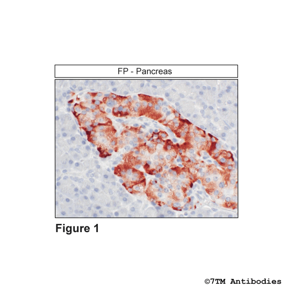 Immunohistochemical identification of FP Prostanoid Receptor in pancreas