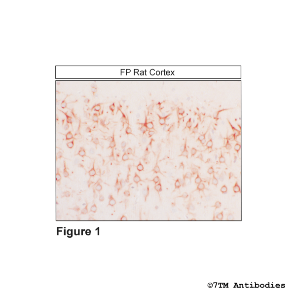 FP (IHC-grade), FP Prostanoid Receptor Antibody