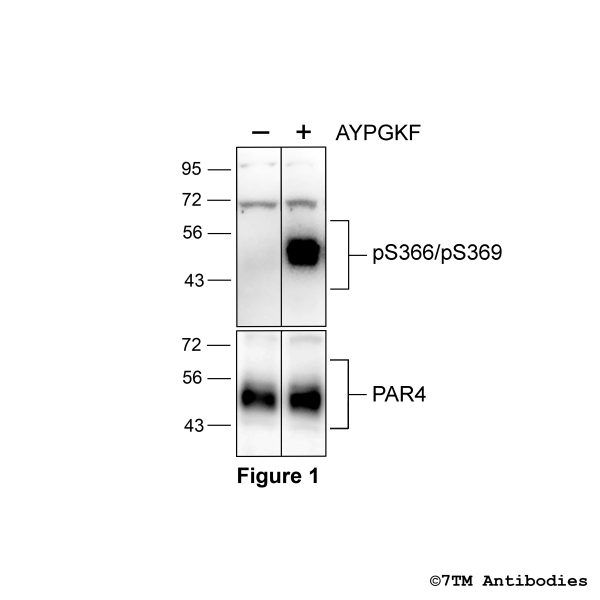 Agonist-induced Serine366/Serine369 phosphorylation of the Proteinase-Activated Receptor 4
