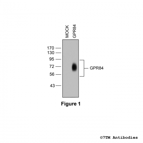 Validation of the G protein-coupled Receptor 84 in transfected HEK293 cells