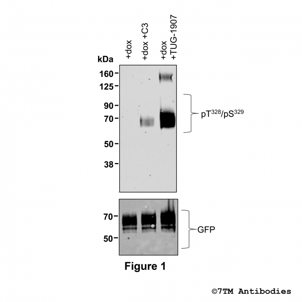 Agonist-induced Threonine328/Serine329 phosphorylation of the FFA Receptor 3