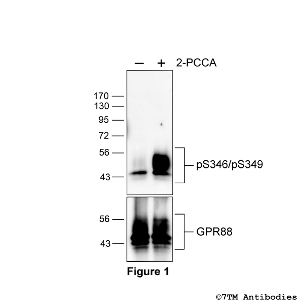 Agonist-induced Serine346/Serine349 phosphorylation of GPR88-Receptor