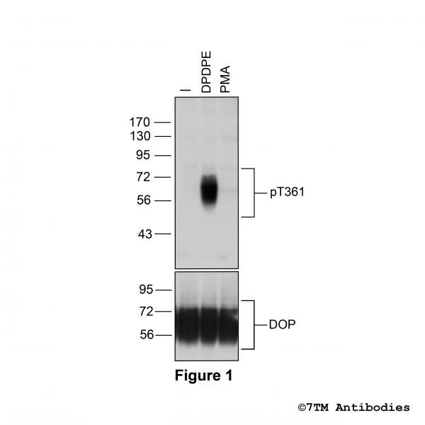 Agonist-induced Threonine361 phosphorylation of the δ-Opioid Receptor.
