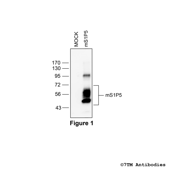 Validation of the mouse S1P5 Receptor in transfected HEK293 cells