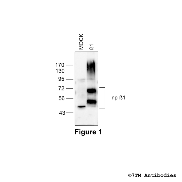 Validation of the β1-Adrenoceptor in transfected HEK293 cells
