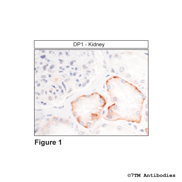 Immunohistochemical identification of DP1 Prostanoid receptor 1 in kidney