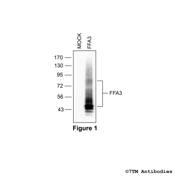 FFA3 (non-phospho-FFA3 Antibody)