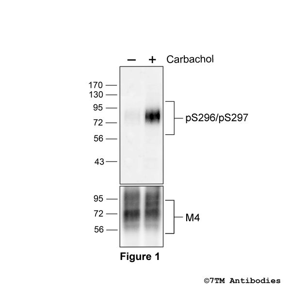 pS296/pS297-M4 (phospho-M4 Muscarinic Acetylcholine Receptor Antibody)