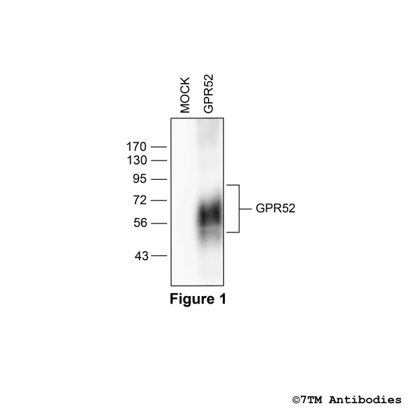 Validation of the GPR52 Receptor in transfected HEK293 cells