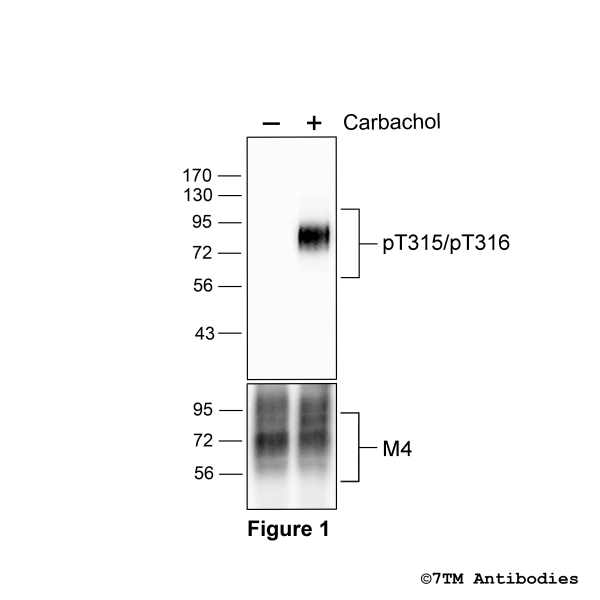 Agonist-induced Threonine315/Threonine316 phosphorylation of the M4 Muscarinic Acetylcholine Receptor