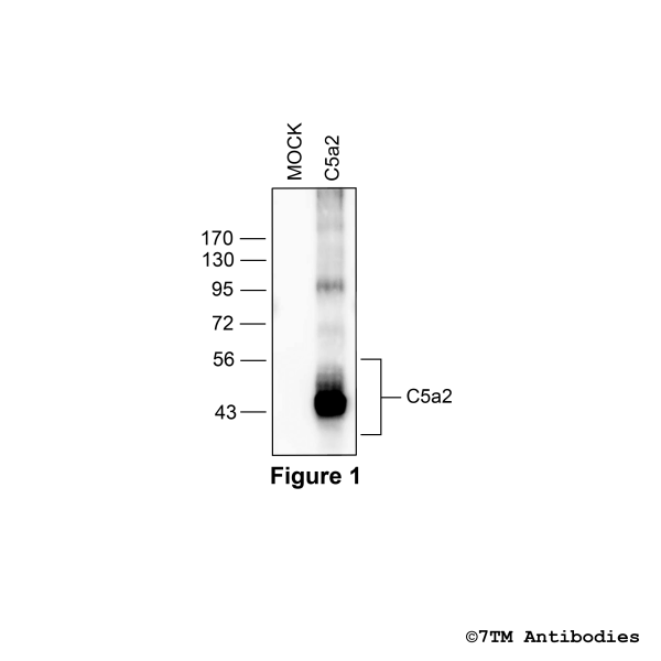 mC5a2 (GP-non-phospho), Mouse Complement C5a Receptor 2 Antibody, Guinea Pig
