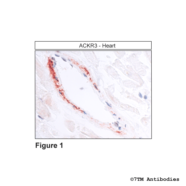 ACKR3 (GP-IHC-grade), Atypical Chemokine Receptor 3 Antibody, Guinea Pig