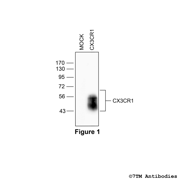Validation of the Chemokine Receptor CX3CR1 in transfected HEK293 cells