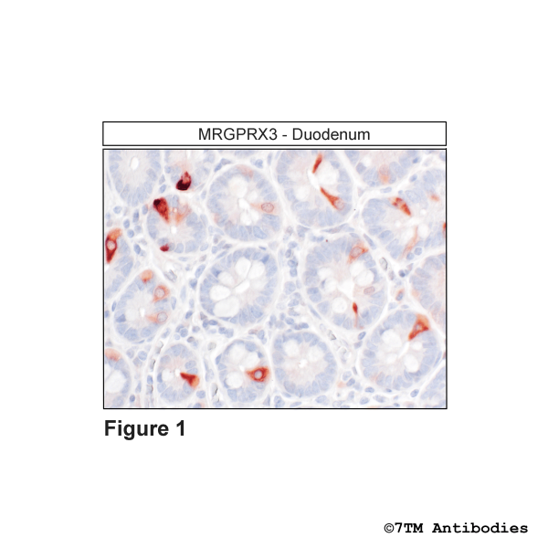 Immunohistochemical identification of MRGPRX3 Receptor in duodenum