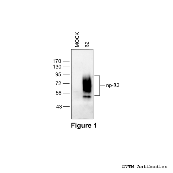 β2 (GP-non-phospho), β2-Adrenoceptor Antibody, Guinea Pig