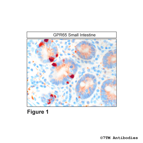 GPR65 (IHC-grade), G Protein-Coupled Receptor 65 Antibody