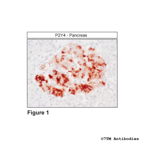 Immunohistochemical identification of P2Y Purinoceptor 4 in pancreas