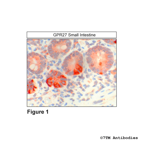 Immunohistochemical identification of GPR27 Receptor in small intestine