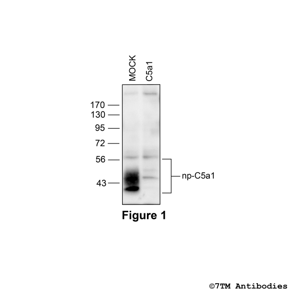 Validation of the Complement C5a Receptor 1 in transfected HEK293 cells
